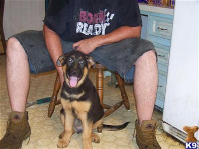 German Shepherd Puppies in FL